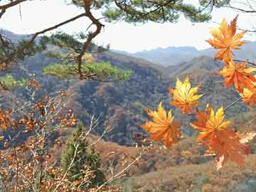 色彩里的春节，2024澳门天天开好彩资料大全